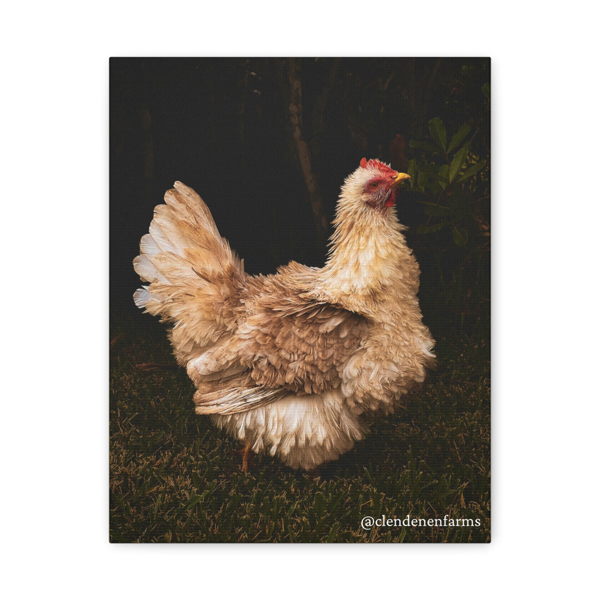 Charming Chicken Canvas Print