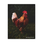 Rooster Matte Canvas, 1.25"